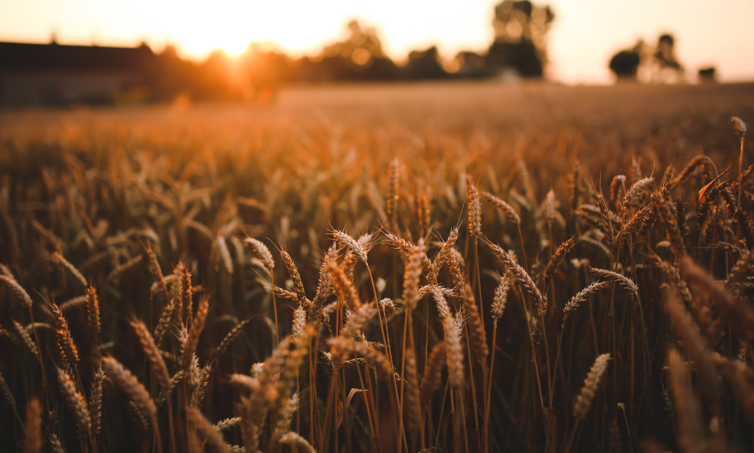 Lughnasadh / Lammas – das Jahreskreisfest der ersten Ernte
